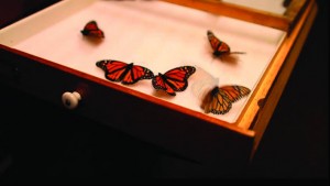 Dana Levy - The Wake