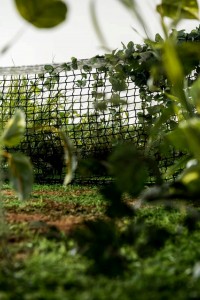 Tal Frank,Tiebreaker,2015