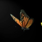 גלגול, טל אנגלשטיין