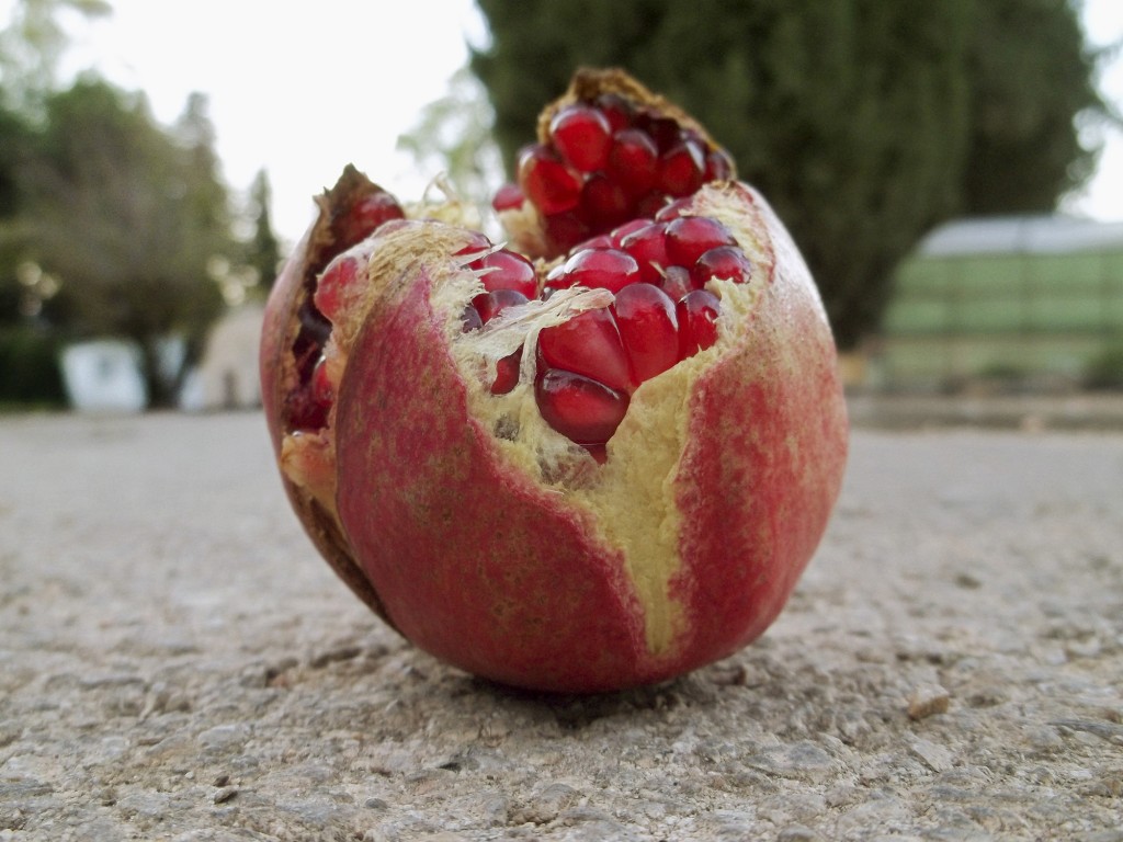     Wendy Ewald NITSAN | The pomegranate on Education Road, Kfar Giladi Kibbutz, UPPER GALILEE 