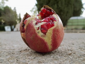     Wendy Ewald NITSAN | The pomegranate on Education Road, Kfar Giladi Kibbutz, UPPER GALILEE 