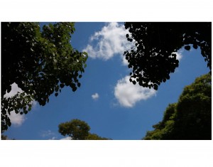 תמר ניסים. היונה