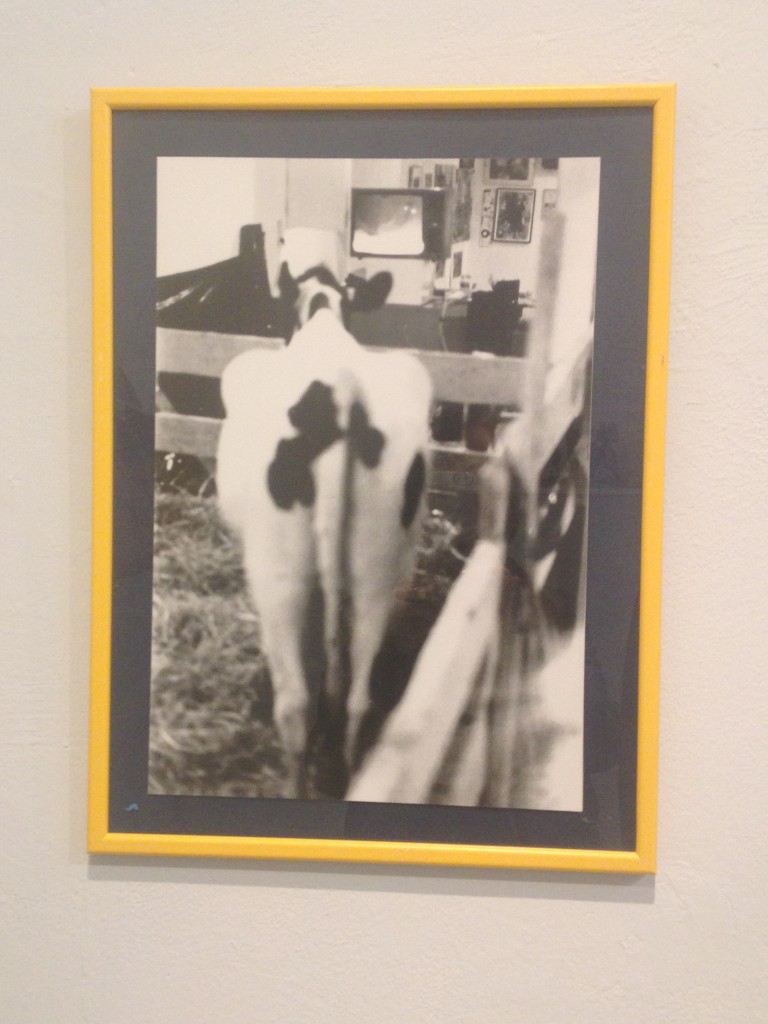 Dov Or Ner , Wathching news with a cow , performence 1980