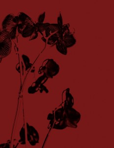 דוד עדיקא, ללא כותרת, 2012 (דיפטיך) , תצריב צילומי ואקווטינטה