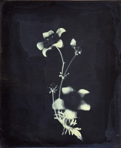 דפנה גזית, ללא כותרת, 2016, דאגרוטייפ