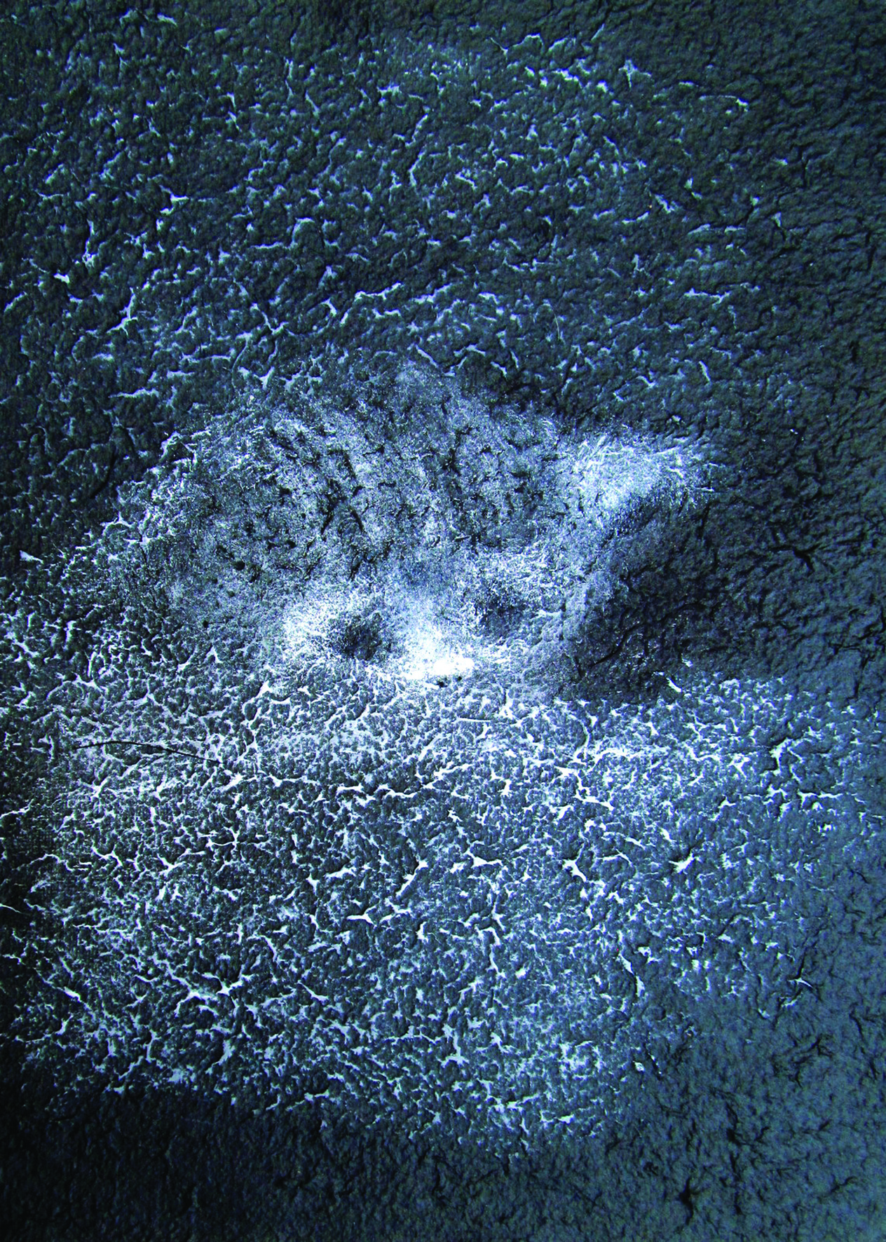 נעמי בריקמן, קצת חתול, 2016, רישום בצבע הדפס לבן על נייר מחוספס