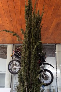 טל אנגלשטיין